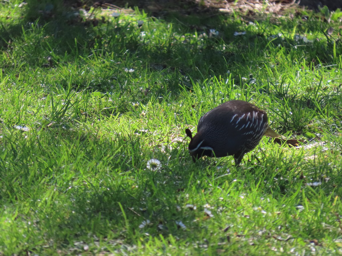 California Quail - ML642694499