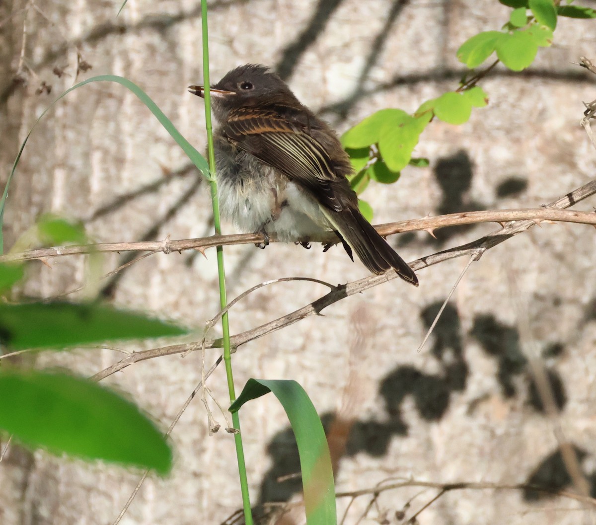 Black x Eastern Phoebe (hybrid) - ML642694501