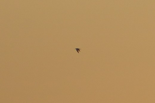 Little Tern - ML642694504