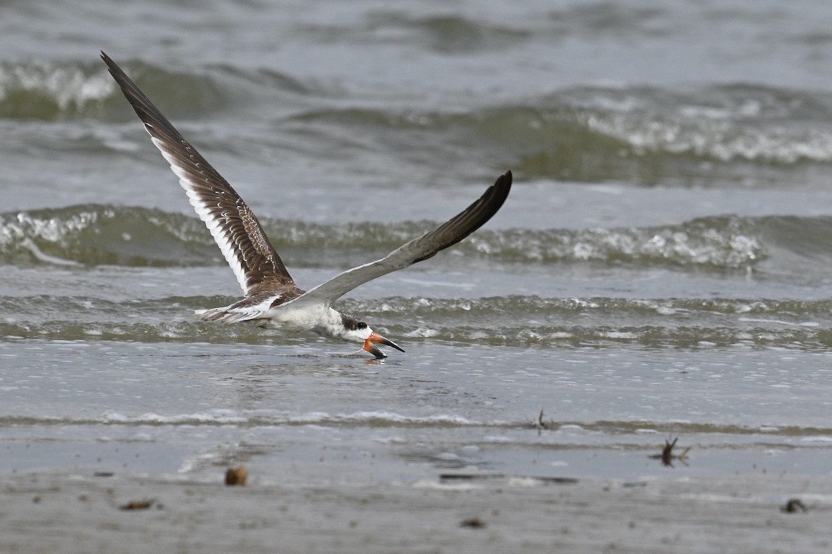 Black Skimmer - ML642694506