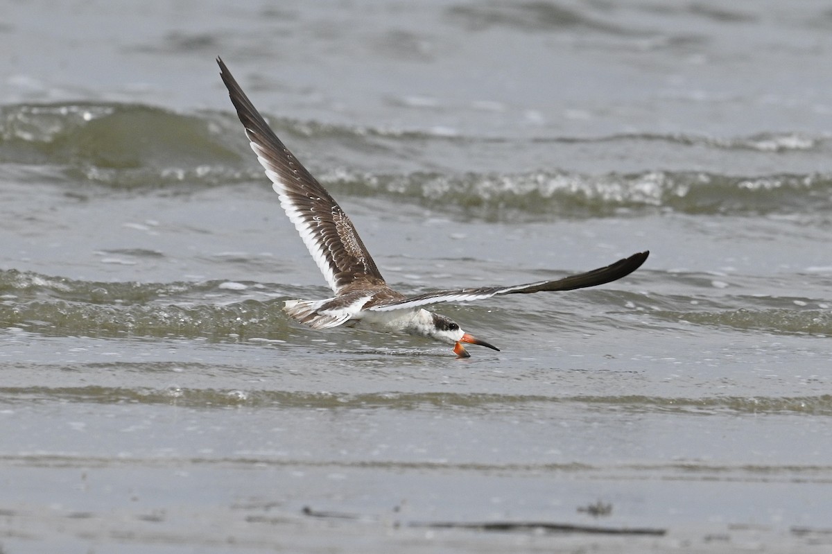 Black Skimmer - ML642694507