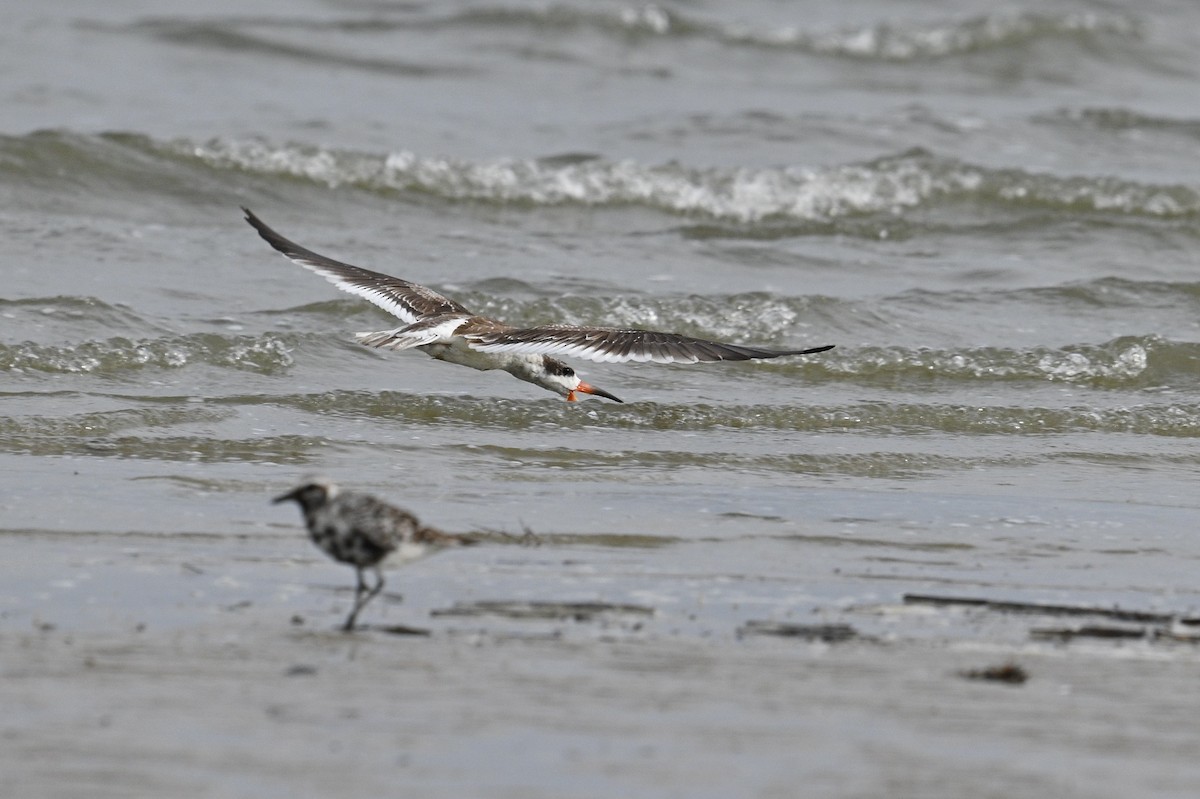 Black Skimmer - ML642694508