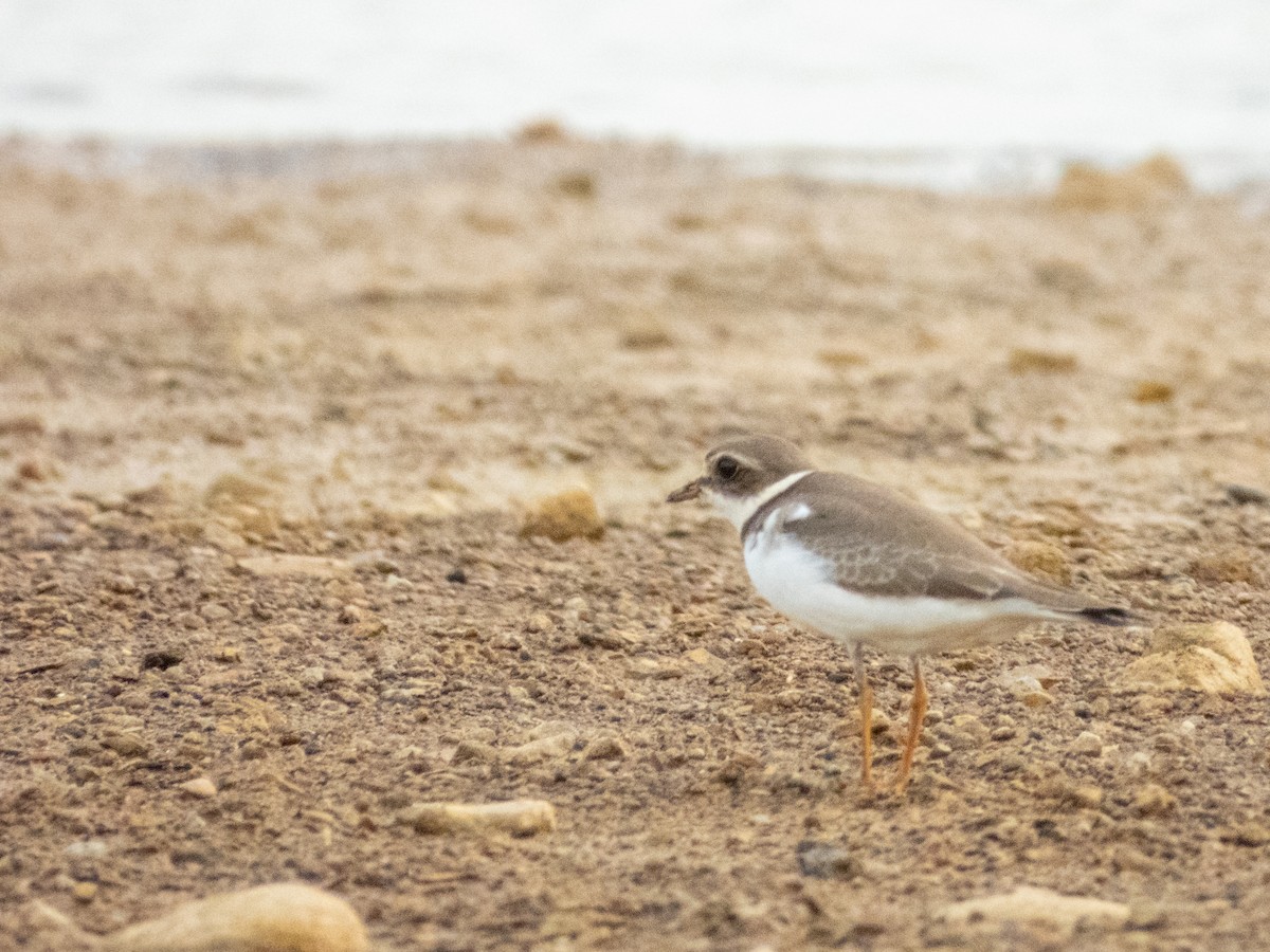 Semipalmated Plover - ML642694510
