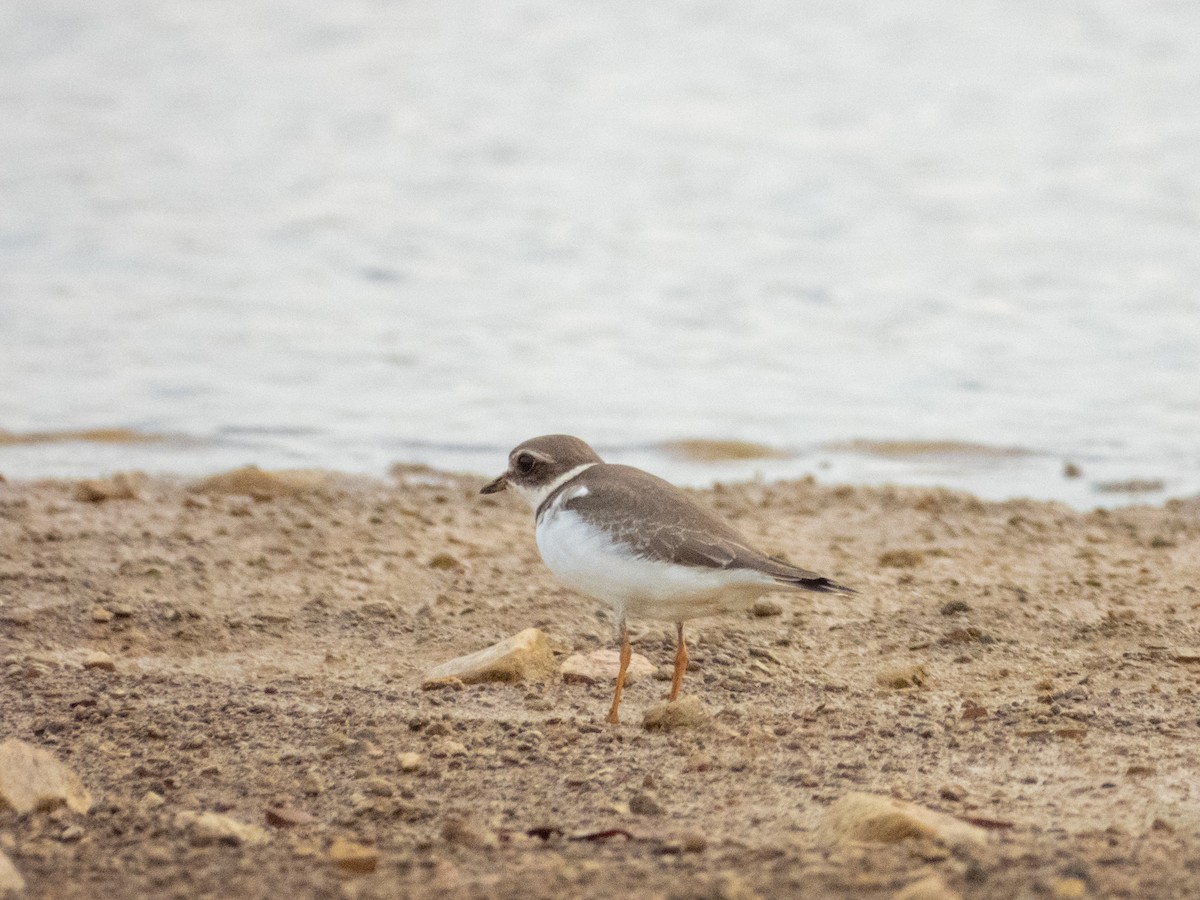 Semipalmated Plover - ML642694512