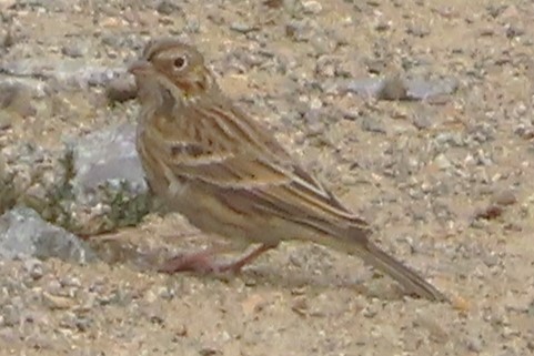 Vesper Sparrow - ML642694513