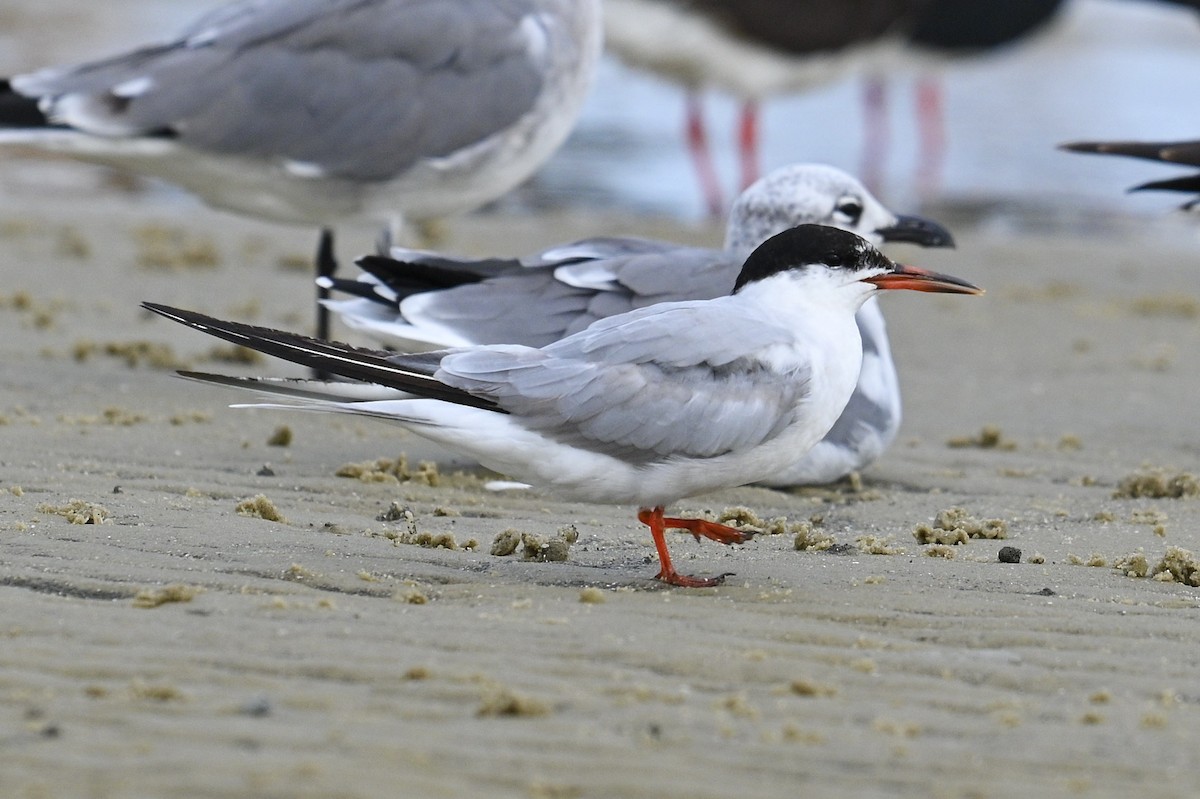 Forster's Tern - ML642694515