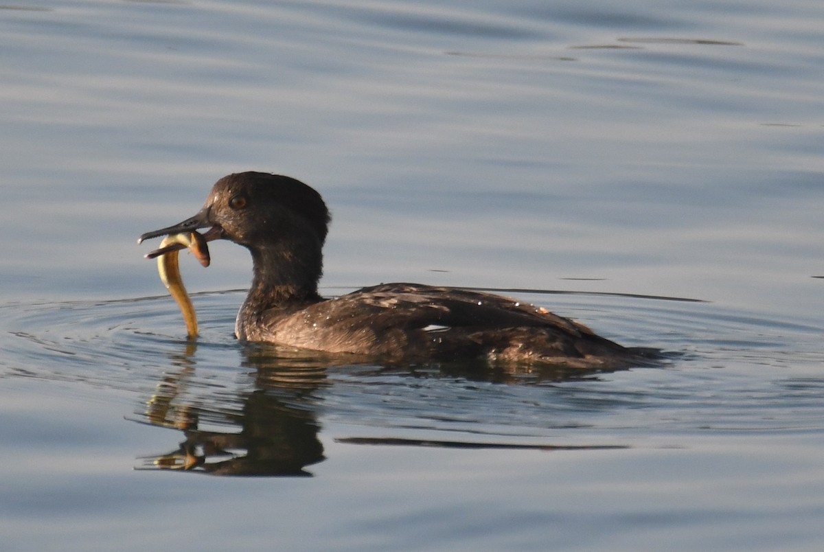 Hooded Merganser - ML642694517