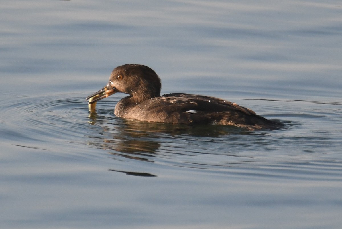 Hooded Merganser - ML642694518