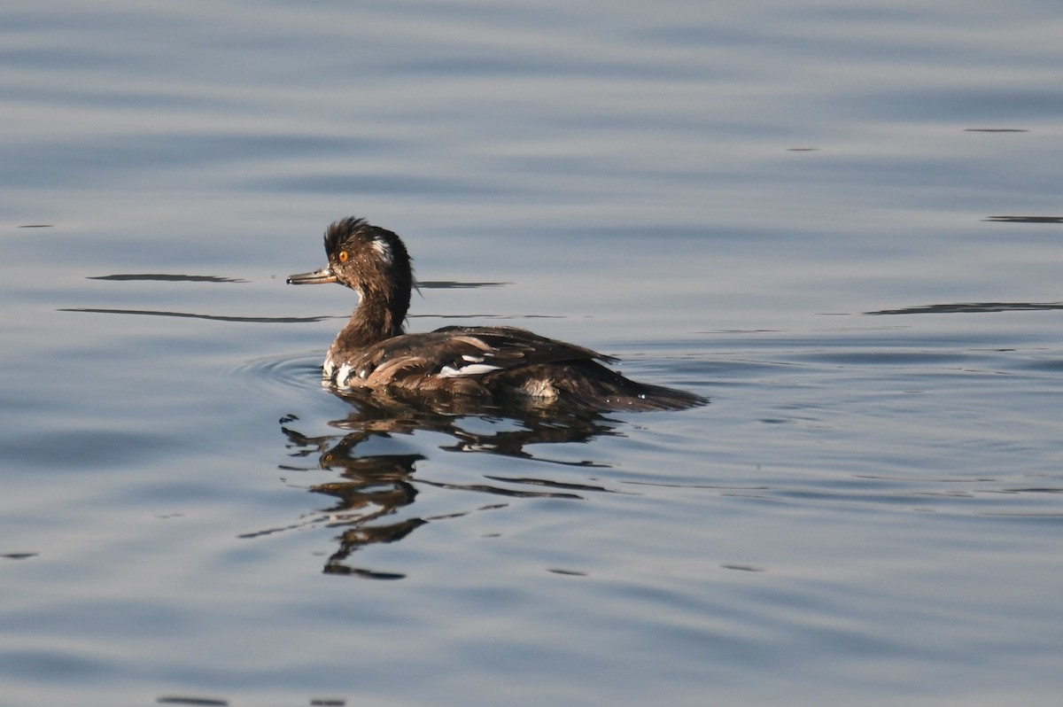 Hooded Merganser - ML642694519