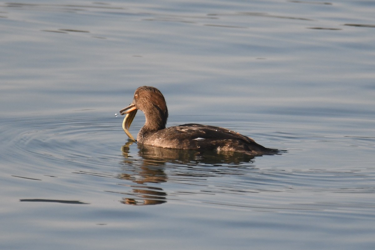 Hooded Merganser - ML642694520