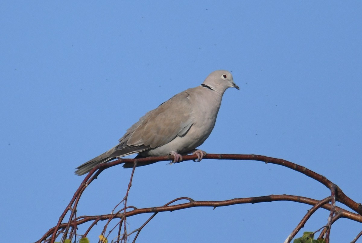 Eurasian Collared-Dove - ML642694521