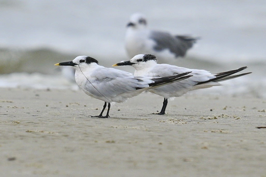 Sandwich Tern - ML642694522
