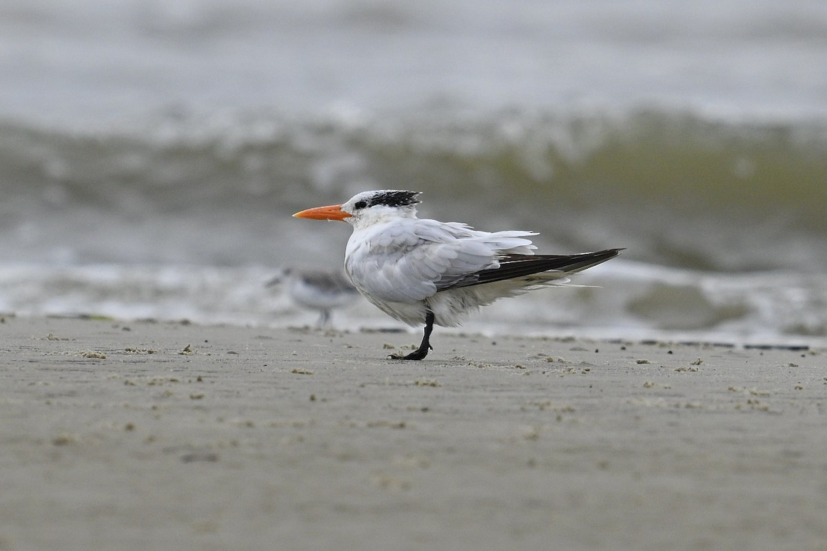 Royal Tern - ML642694523