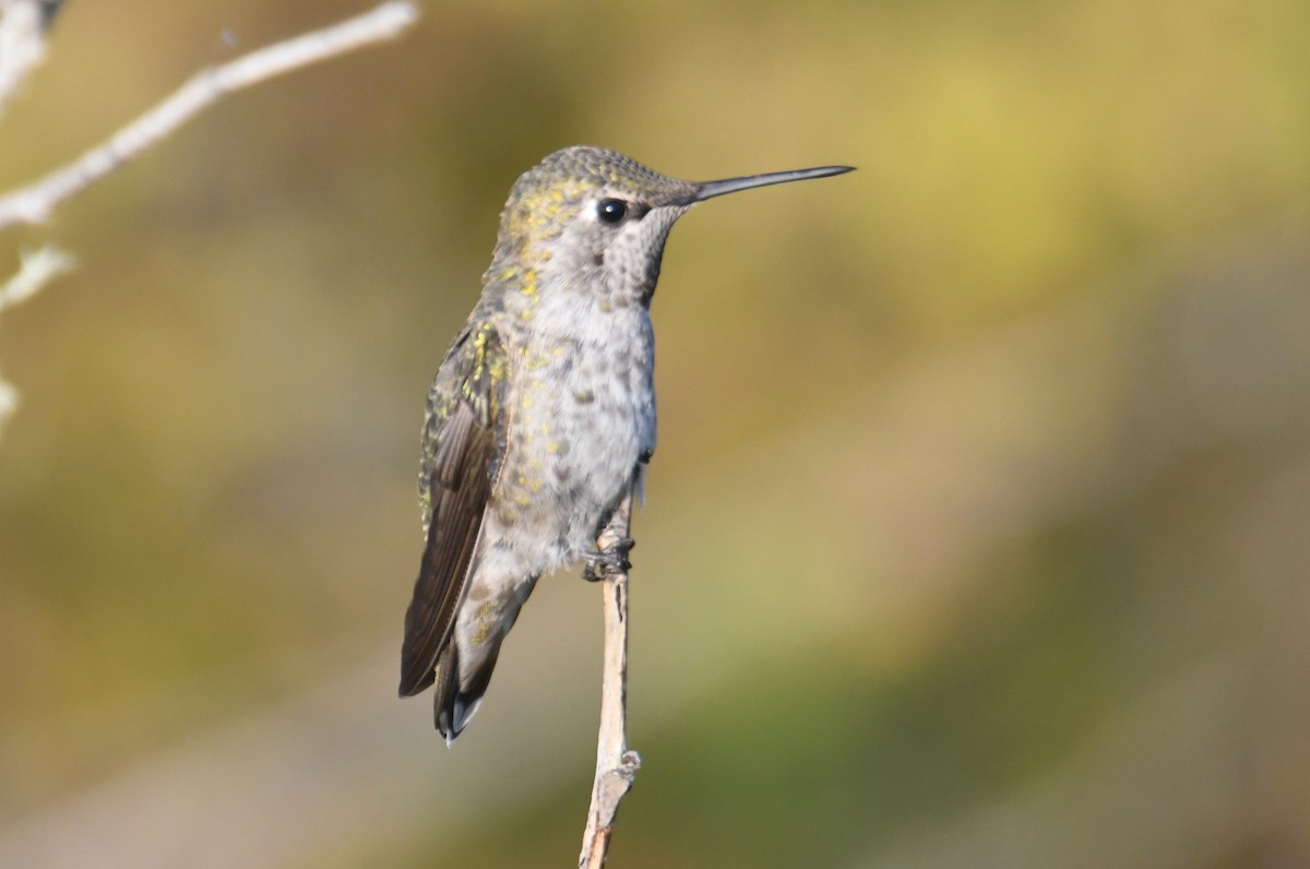 Anna's Hummingbird - ML642694524