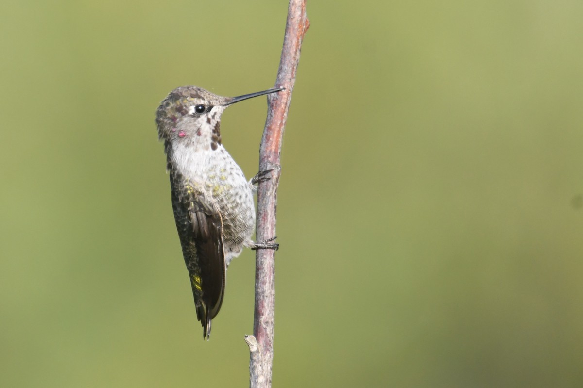 Anna's Hummingbird - ML642694525