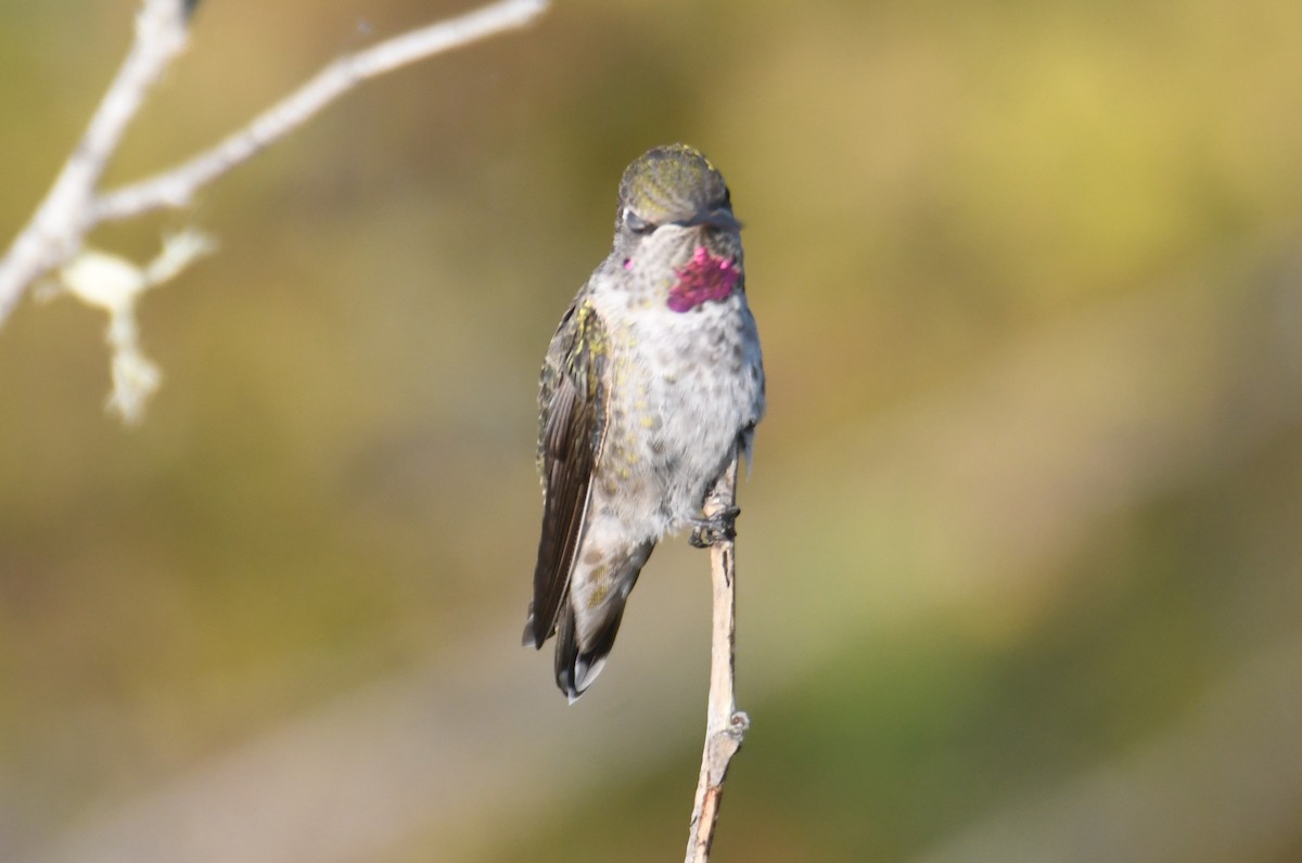 Anna's Hummingbird - ML642694526