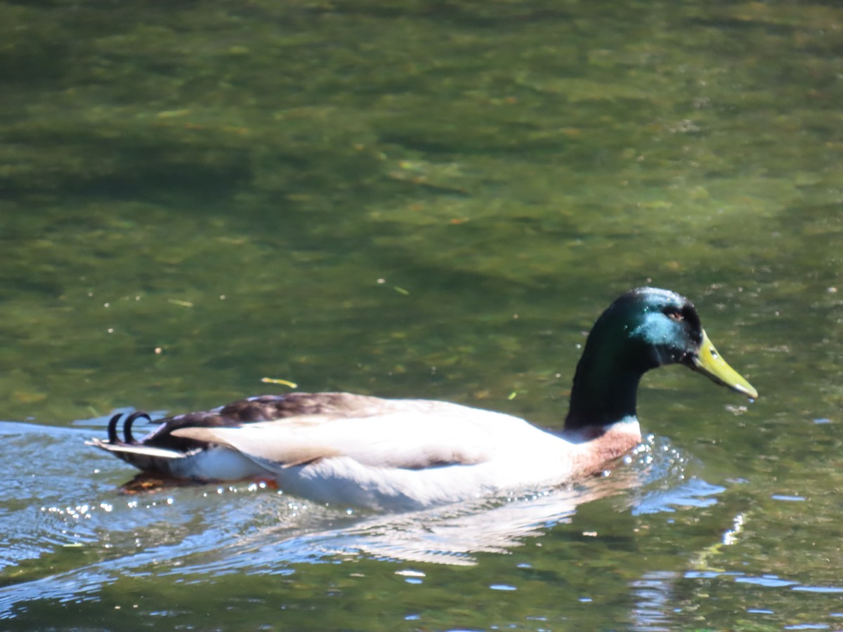 Mallard - ML642694527