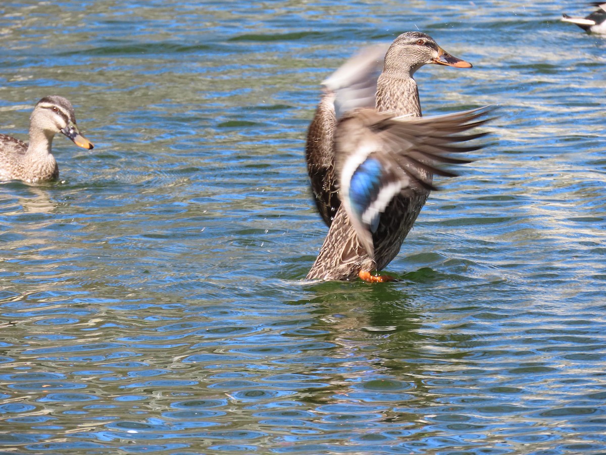 Mallard - ML642694528