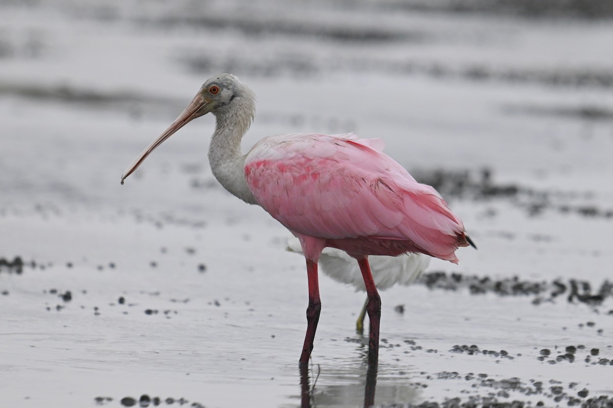 Roseate Spoonbill - ML642694530