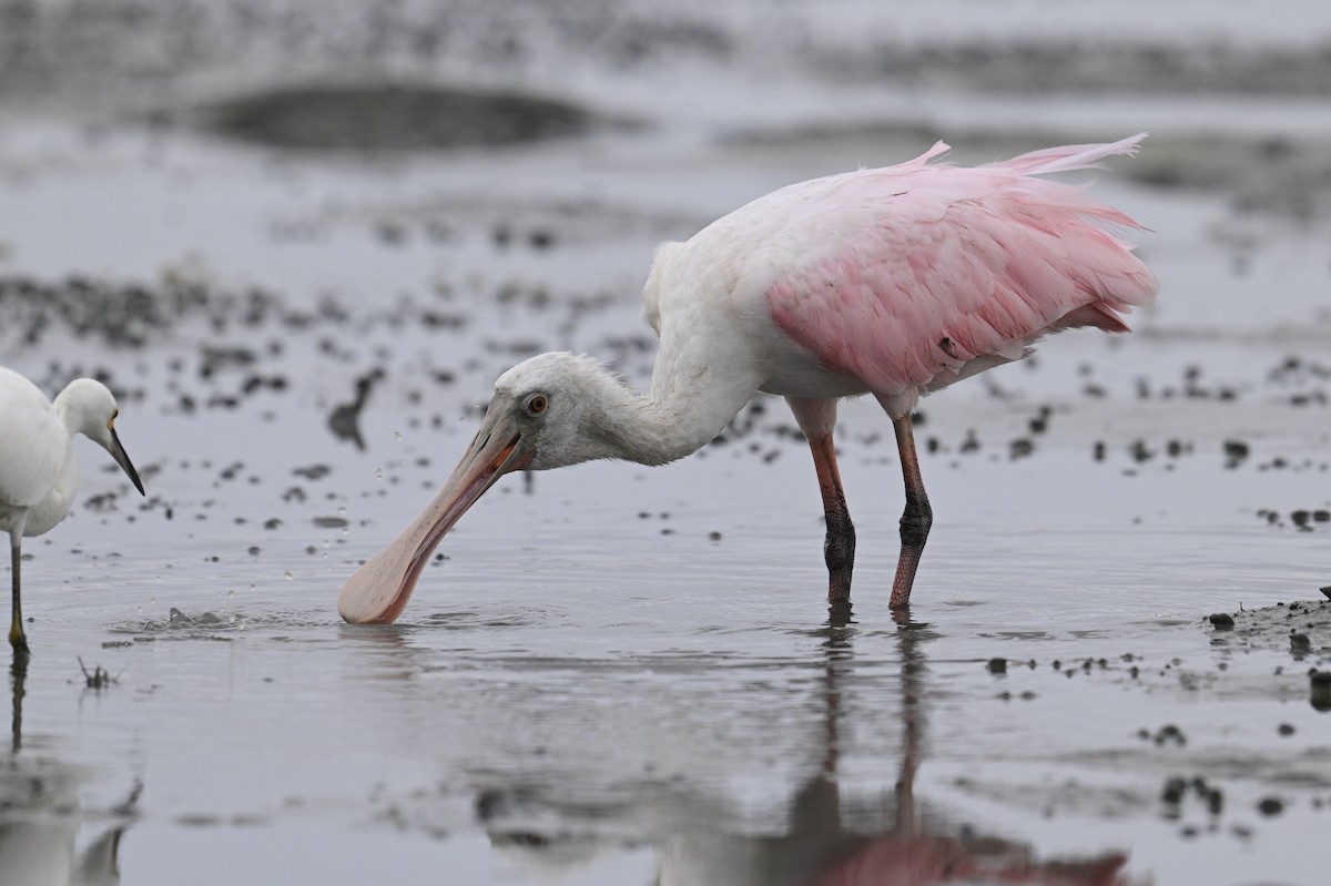 Roseate Spoonbill - ML642694533