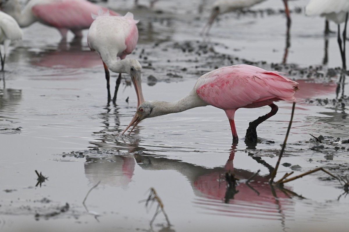 Roseate Spoonbill - ML642694534