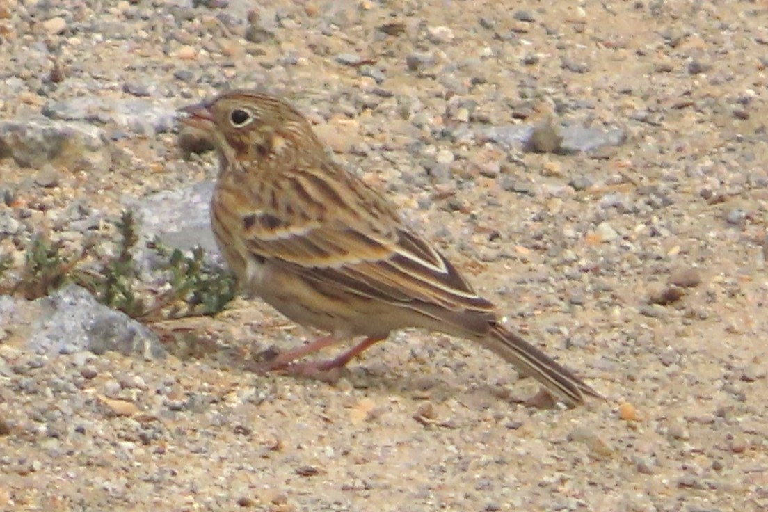 Vesper Sparrow - ML642694535