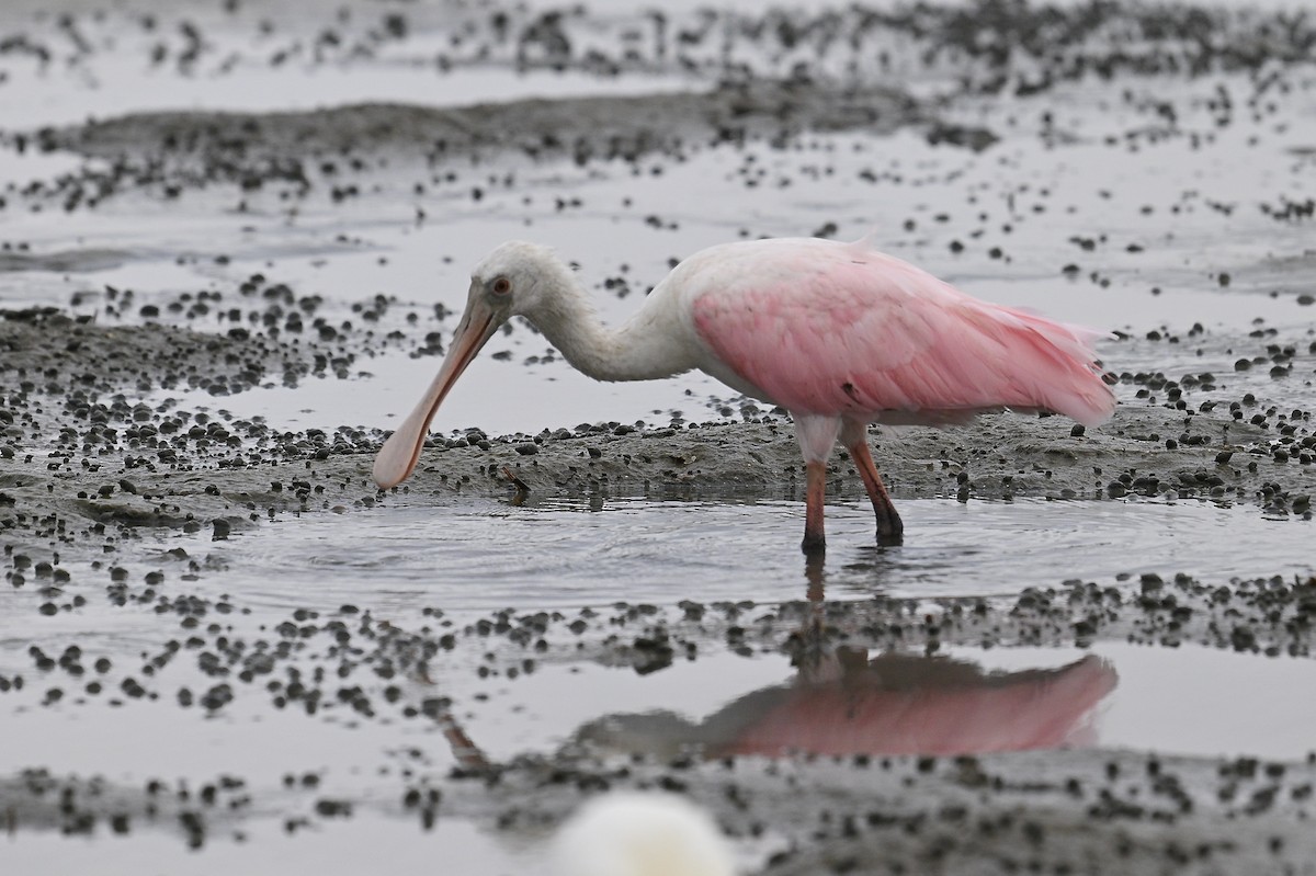 Roseate Spoonbill - ML642694544