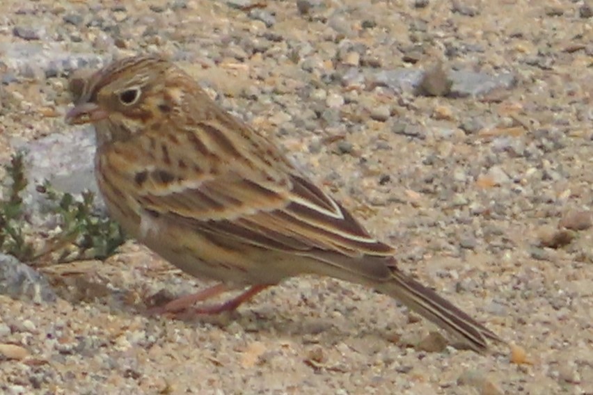 Akşamcı Serçe - ML642694546