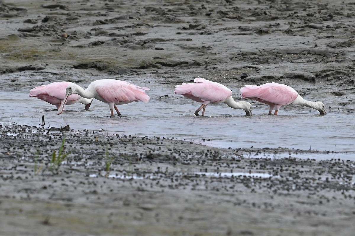 Roseate Spoonbill - ML642694547