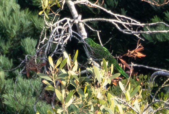 African Emerald Cuckoo - ML642694548