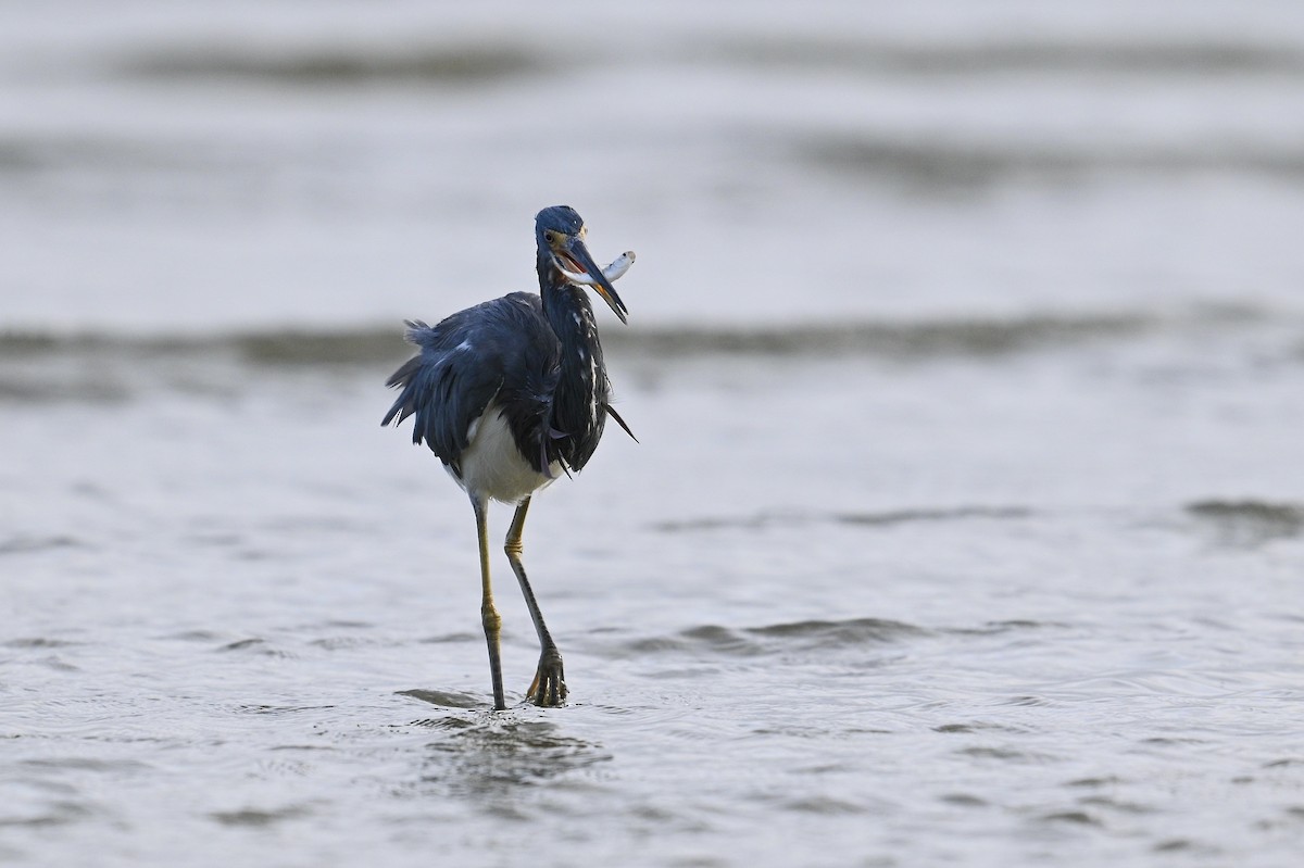 Tricolored Heron - ML642694555