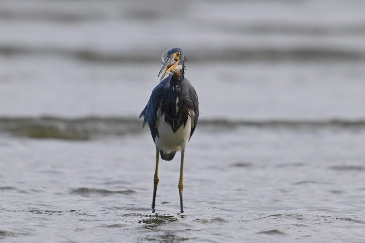 Tricolored Heron - ML642694561