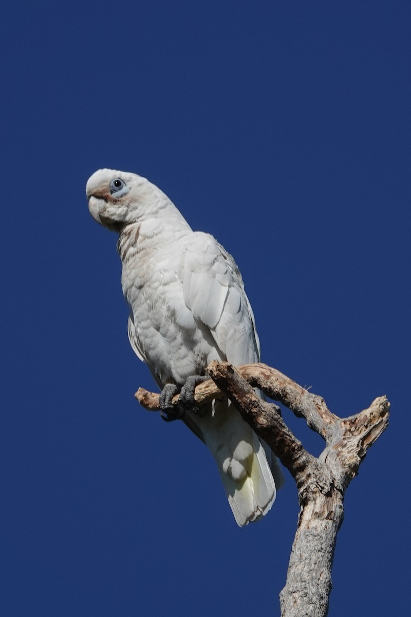 kakadu naholící - ML642694562