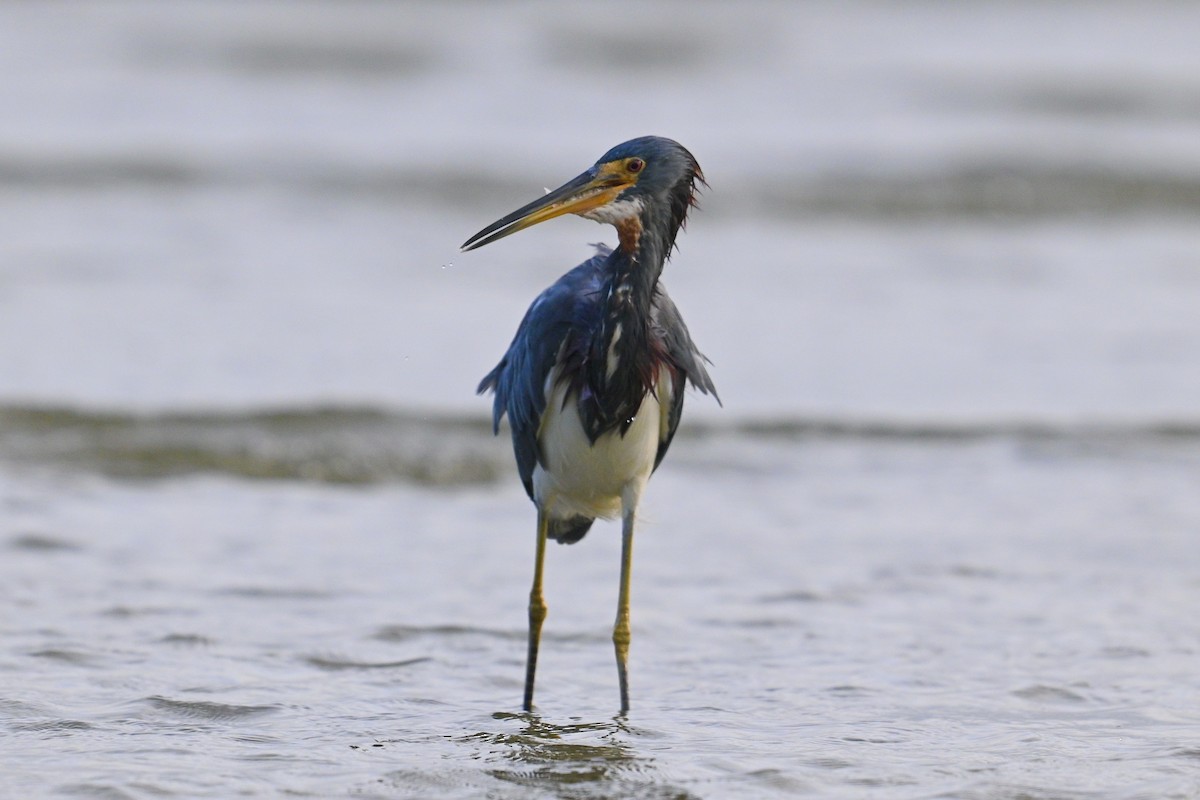 Tricolored Heron - ML642694565