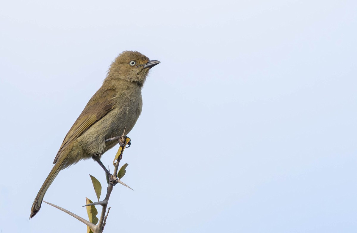 Sombre Greenbul - ML642694568
