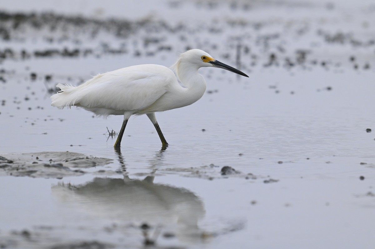 Snowy Egret - ML642694569