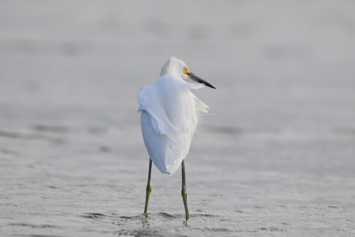 Snowy Egret - ML642694571