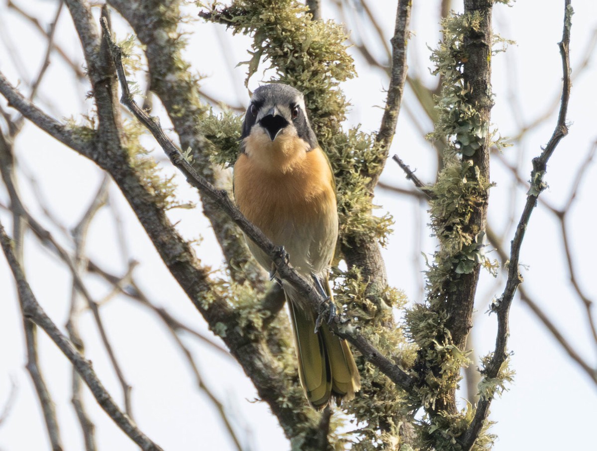 Olive Bushshrike - ML642694573