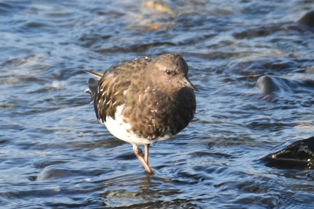 Black Turnstone - ML642694574