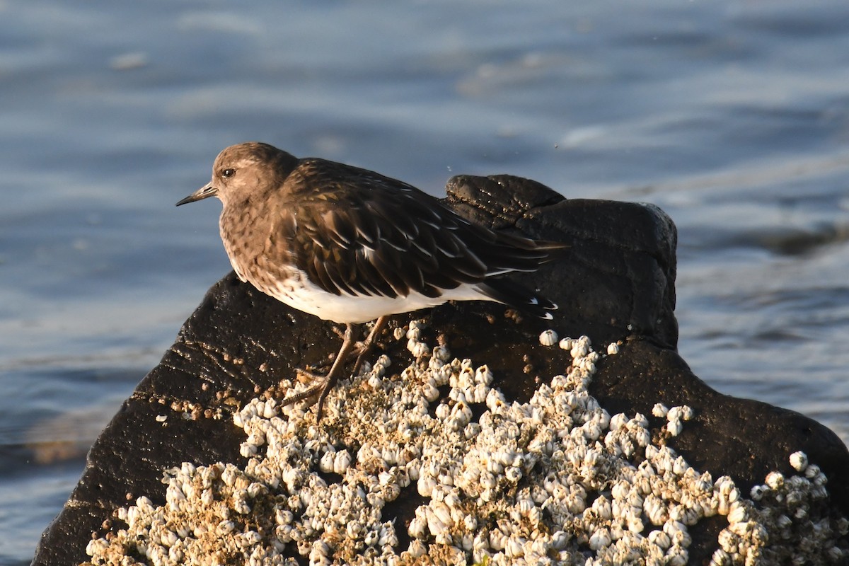 Black Turnstone - ML642694575