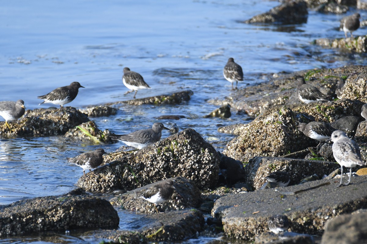 Black Turnstone - ML642694576