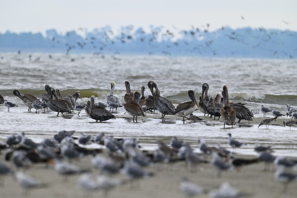 Brown Pelican - ML642694577