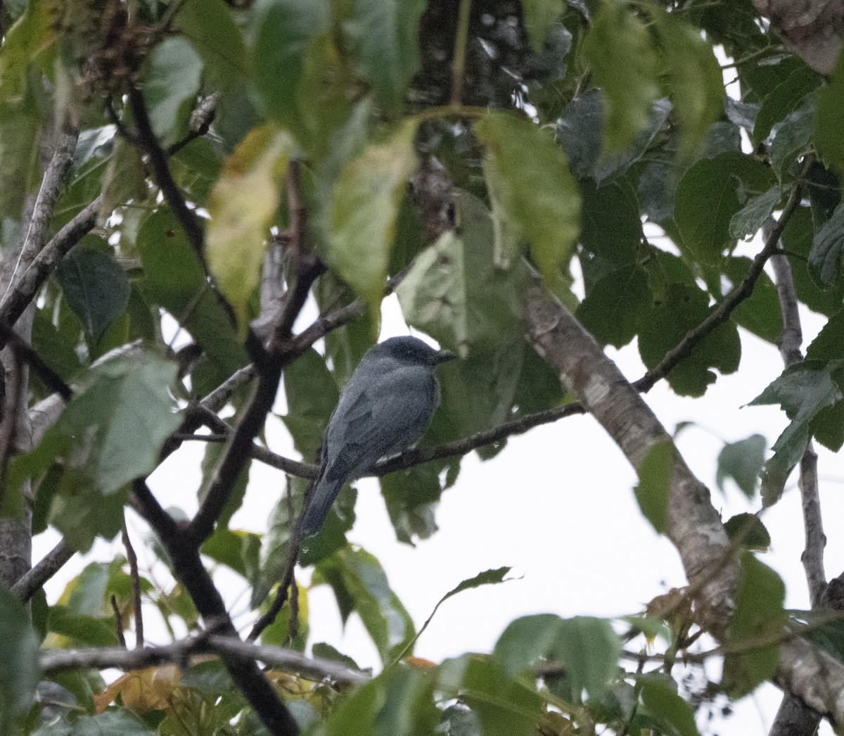 Sunda Cuckooshrike - ML642694578