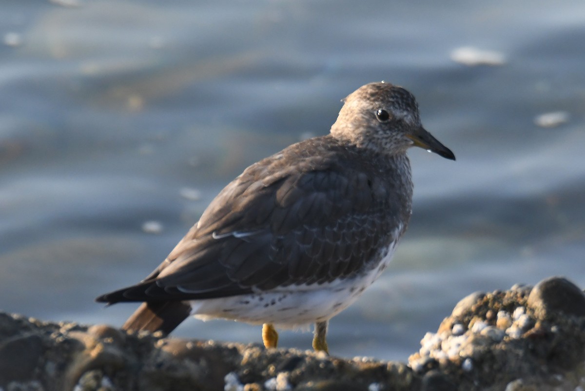 Surfbird - ML642694579