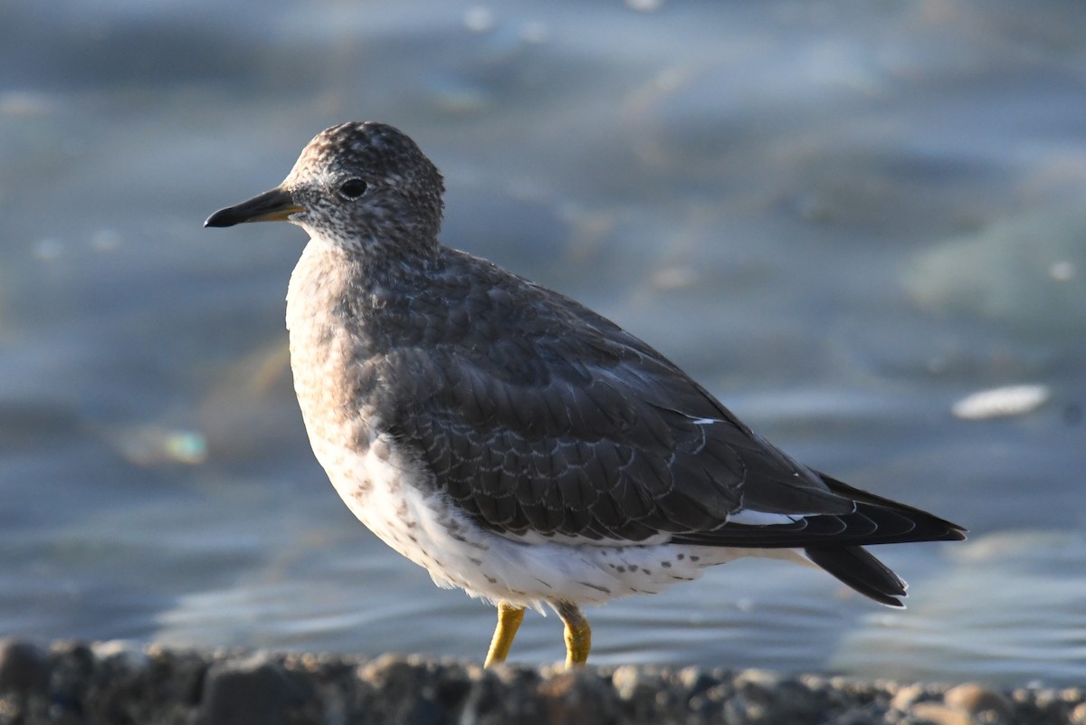 Surfbird - ML642694580