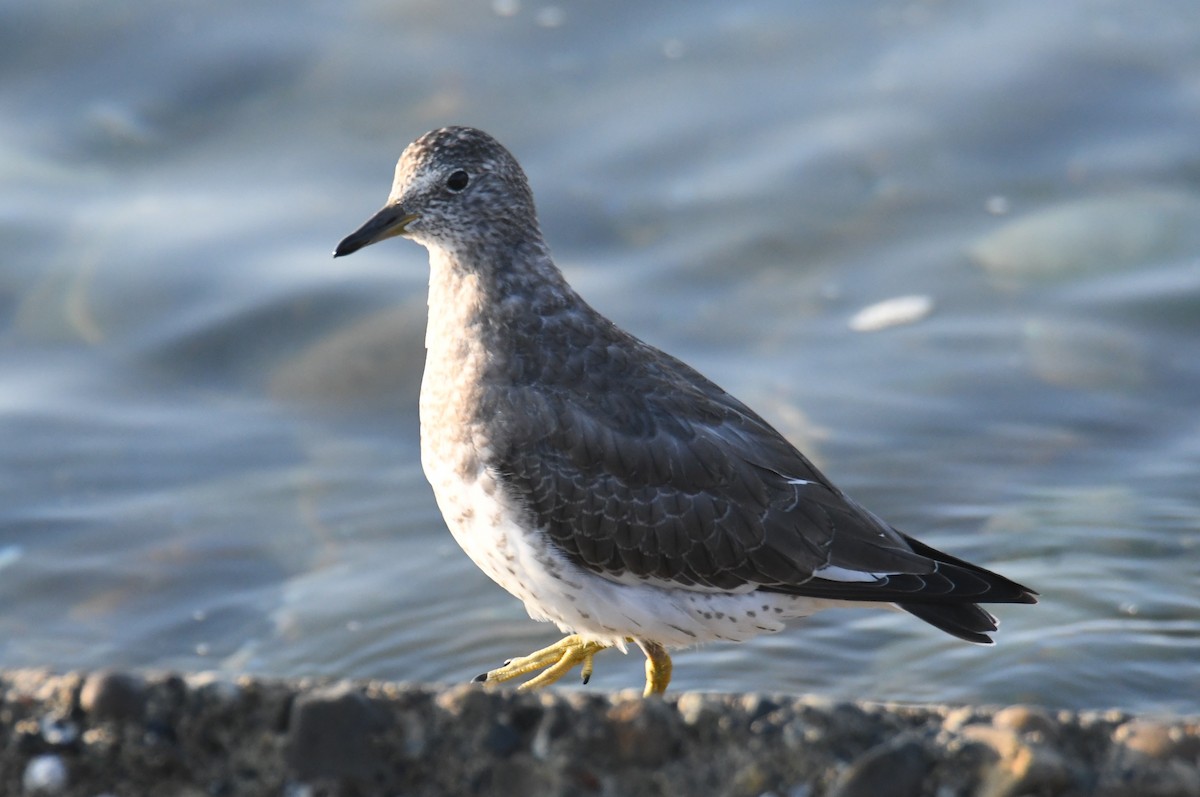 Surfbird - ML642694581