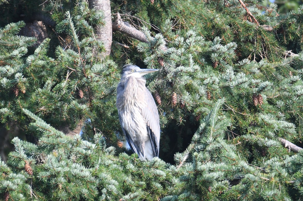 Great Blue Heron - ML642694583