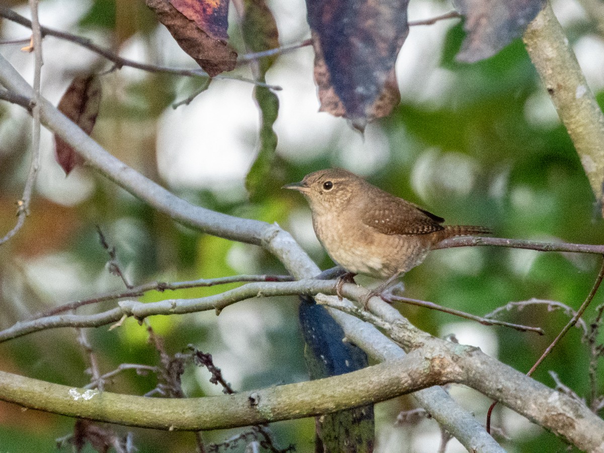 Northern House Wren - ML642694588
