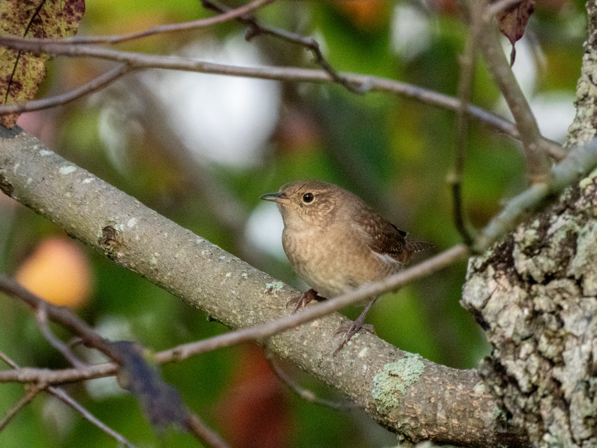 Northern House Wren - ML642694589