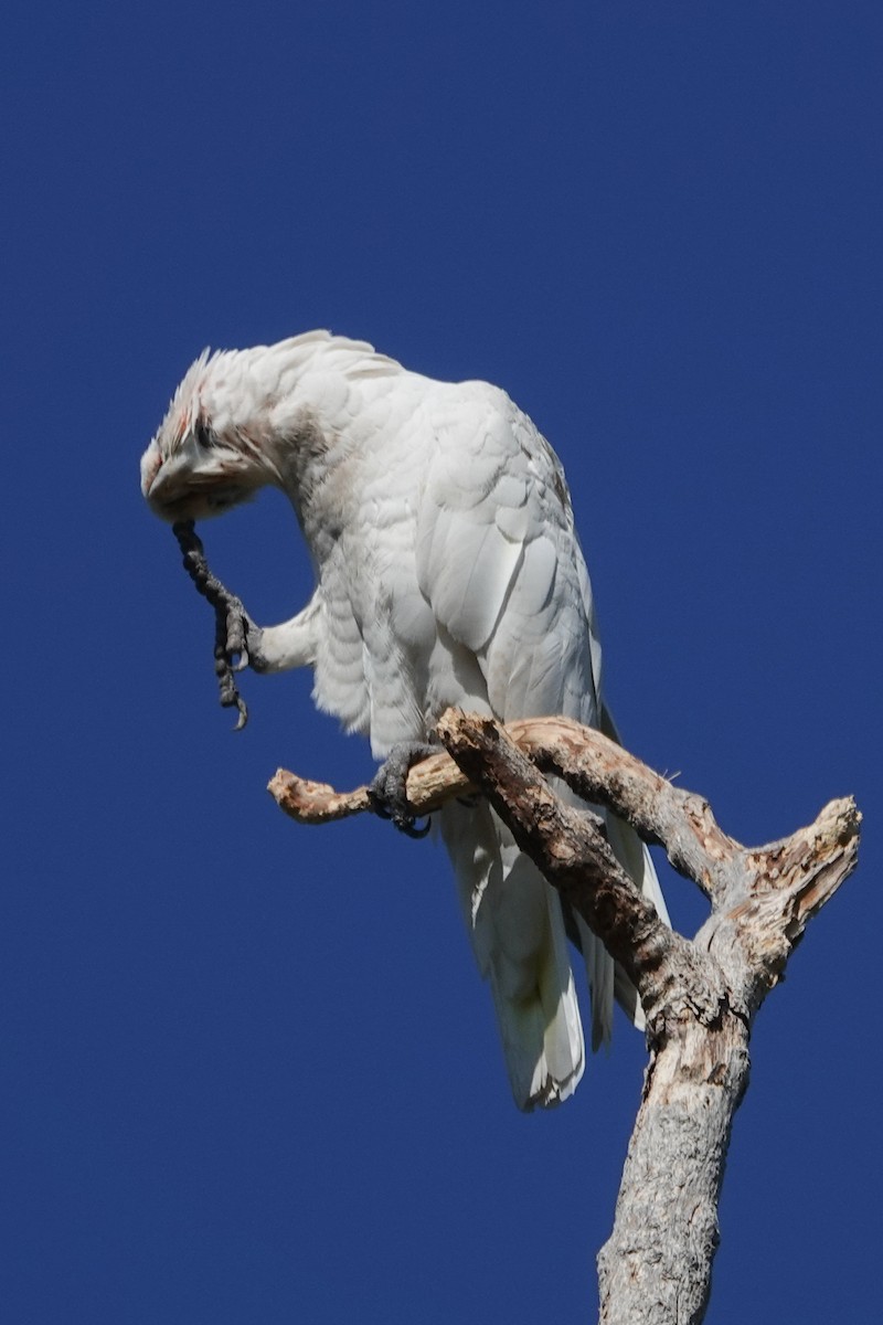 kakadu naholící - ML642694590